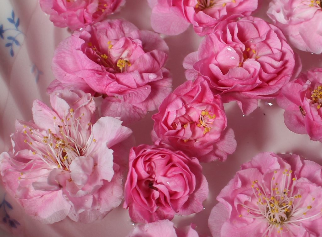 梅が咲いています。