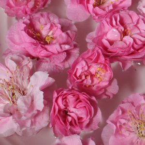 梅が咲いています。