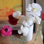 ラナンキュラスの花