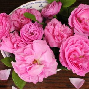 メールの不具合について