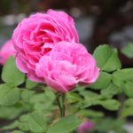 アンティークカードが海外へと。