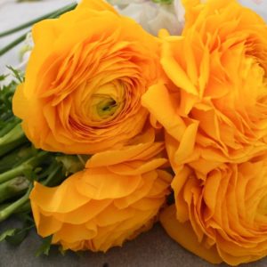 ご注文ありがとうございました。