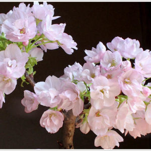 これからのことなど。