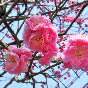 紅梅とチオノドクサ