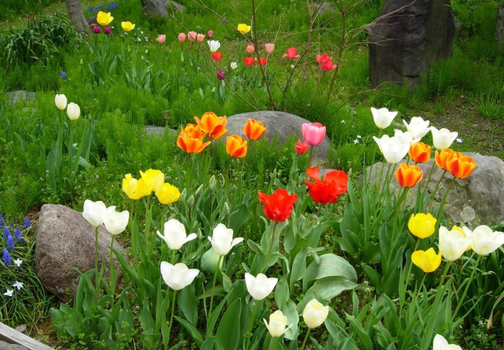 春がたくさん..