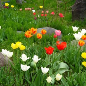 春がたくさん..