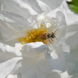 ハマナスとミツバチ