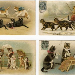 Helena Maguireの猫。